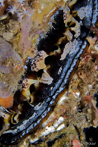 Abstract shot of a Thorny Oyster taken in Philippines by Debi Henshaw 